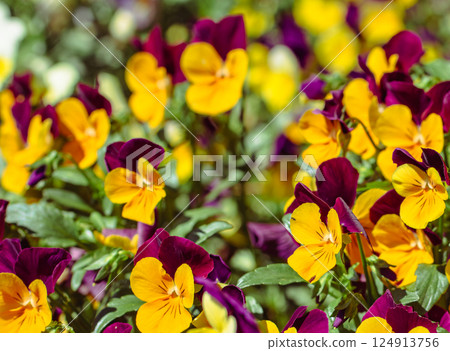 Viola flower 2-21 Viola flower 2-21 124913756