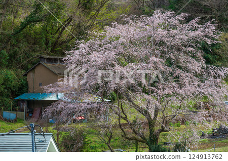 Nakai Town's Cherry Blossoms: The Graceful Matsumoto Takizakura Cherry Blossoms 124913762