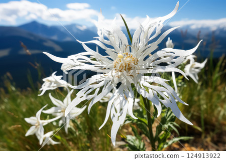 White flower with long, thin petals is in a field 124913922