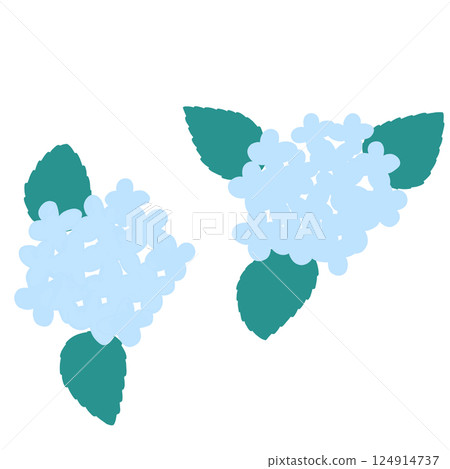 Cute light blue hydrangea 124914737