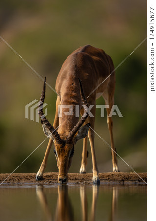Young male impala stands by waterhole drinking 124915677