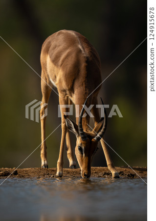 Young male impala stands drinking from waterhole 124915678