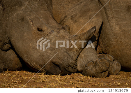 Young white rhino lies asleep beside another 124915679