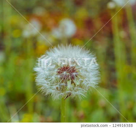 蒲公英絨毛 3-4 124916388