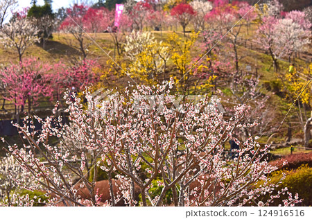 New Yoshino Baigo after felling, Ome City, Tokyo New Yoshino Baigo after felling, Ome City, Tokyo 124916516