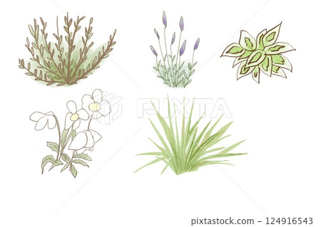 Five types of undergrowth, including lavender Five types of undergrowth, including lavender 124916543