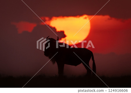 Blue wildebeest standing at sunset on horizon 124916606