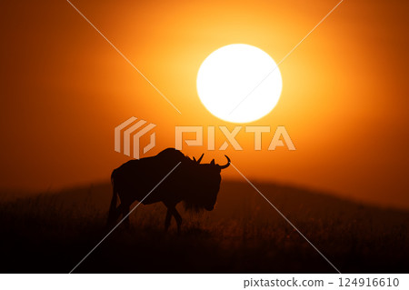 Blue wildebeest walking at dawn across horizon 124916610