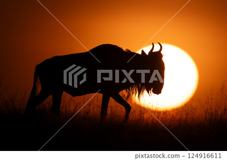 Blue wildebeest walking at sunrise on horizon 124916611