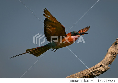 Carmine bee-eater spreads wings landing on stump 124916623