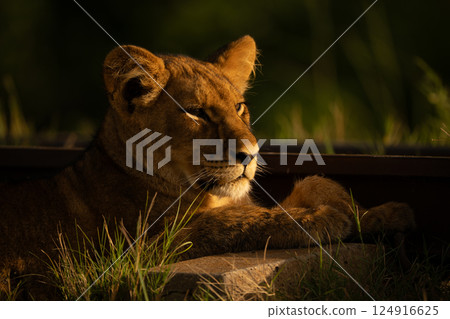 Close-up of lion cub lying by railway 124916625