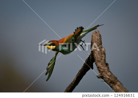 European bee-eater takes off from bent twig European bee-eater takes off from bent twig 124916631