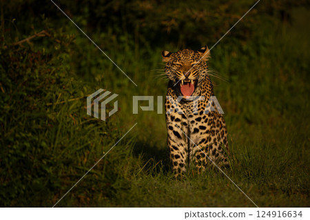 Female leopard cub sits yawning by bush Female leopard cub sits yawning by bush 124916634