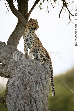 Female leopard sits in tree turning head Female leopard sits in tree turning head 124916635