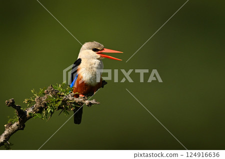 Grey-headed kingfisher on leafy branch opens beak 124916636