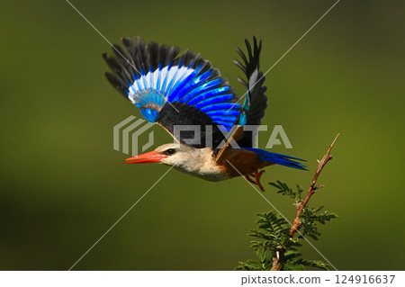 Grey-headed kingfisher takes off from leafy branch Grey-headed kingfisher takes off from leafy branch 124916637