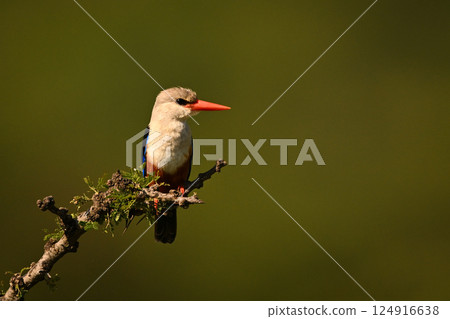 Grey-headed kingfisher with catchlight on diagonal branch 124916638