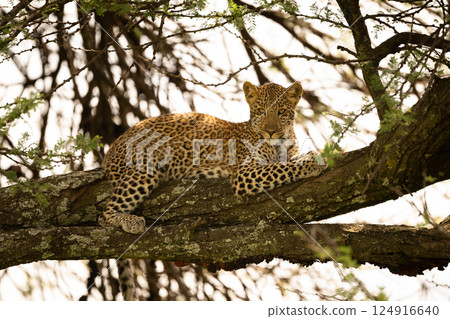 Leopard cub lies on branch watching camera Leopard cub lies on branch watching camera 124916640