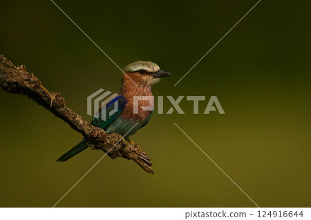 Lilac-breasted roller on thornbush branch in profile Lilac-breasted roller on thornbush branch in profile 124916644