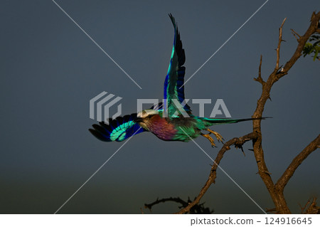 Lilac-breasted roller takes off from bare thornbush 124916645