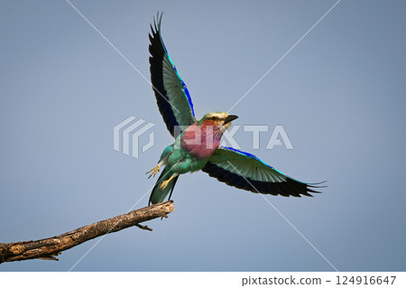 Lilac-breasted roller taking off from forked twig Lilac-breasted roller taking off from forked twig 124916647