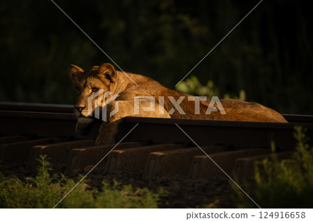 Lion cub with catchlight lies on railway 124916658