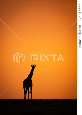 Masai giraffe stands at sundown on horizon Masai giraffe stands at sundown on horizon 124916667