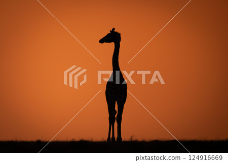 Masai giraffe stands at sunset turning head Masai giraffe stands at sunset turning head 124916669