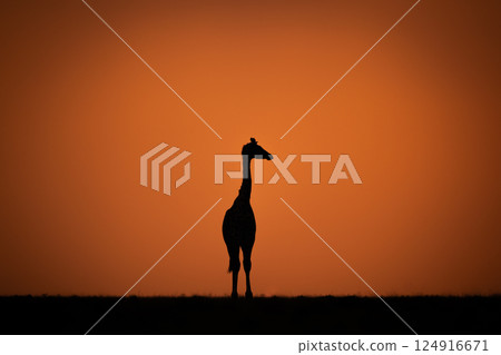 Masai giraffe stands turning head at sunset 124916671