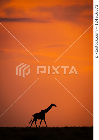 Masai giraffe walking along horizon at sundown Masai giraffe walking along horizon at sundown 124916672