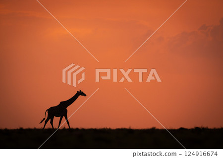 Masai giraffe walking at sunset along horizon Masai giraffe walking at sunset along horizon 124916674