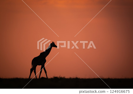 Masai giraffe walks across horizon at sundown 124916675
