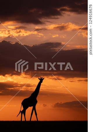 Masai giraffe walks along horizon at sunset Masai giraffe walks along horizon at sunset 124916676