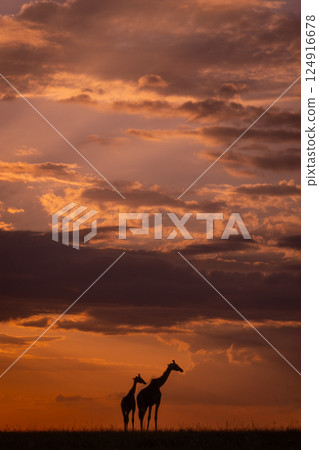 Masai giraffes stand on horizon at sunset Masai giraffes stand on horizon at sunset 124916678