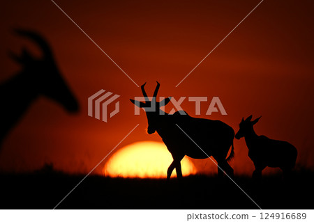 Topi and calf walk silhouetted at sunrise Topi and calf walk silhouetted at sunrise 124916689