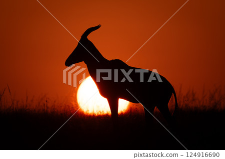Topi at sunrise in silhouette on horizon Topi at sunrise in silhouette on horizon 124916690