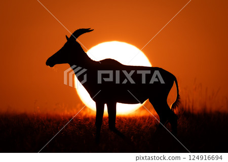 Topi on horizon walks past rising sun Topi on horizon walks past rising sun 124916694
