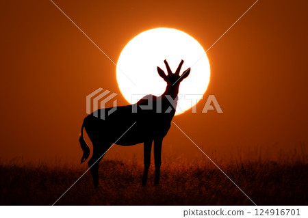 Topi stands against rising sun in silhouette 124916701