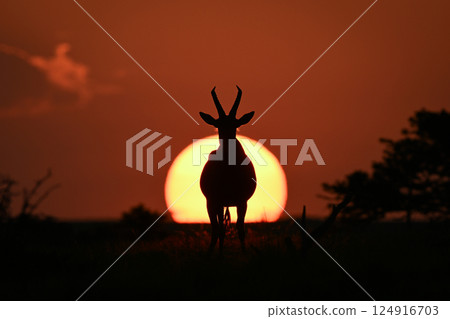 Topi stands facing camera silhouetted at sunset Topi stands facing camera silhouetted at sunset 124916703
