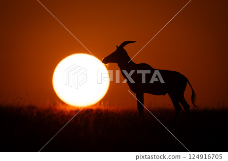 Topi stands in silhouette beside rising sun 124916705