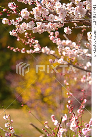 東京青梅市砍伐後的新吉野梅鄉 124917441