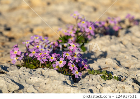 Malcolmia maritima, or Virginia stock. Greek flora. 124917531