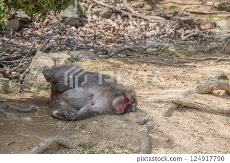 Lying Japanese macaques at Arashiyama Monkey Park Iwatayama 124917790