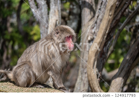Japanese macaque Arashiyama Monkey Park Iwatayama 124917793