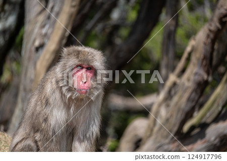 Japanese macaque Arashiyama Monkey Park Iwatayama Japanese macaque Arashiyama Monkey Park Iwatayama 124917796