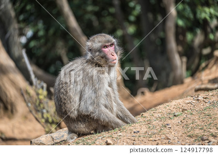 Japanese macaque Arashiyama Monkey Park Iwatayama Japanese macaque Arashiyama Monkey Park Iwatayama 124917798