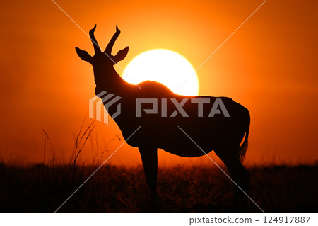 Topi stands on horizon silhouetted against sun 124917887