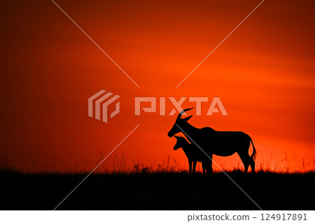 Topi stands silhouetted at sunrise with calf Topi stands silhouetted at sunrise with calf 124917891
