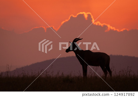 Topi stands silhouetted in profile on horizon 124917892
