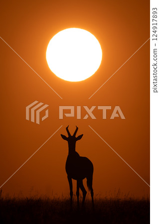 Topi stands under rising sun facing camera Topi stands under rising sun facing camera 124917893